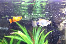 ミッキーマウスプラティ