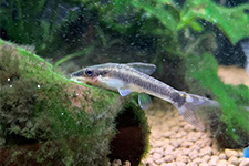 オトシンクルス
