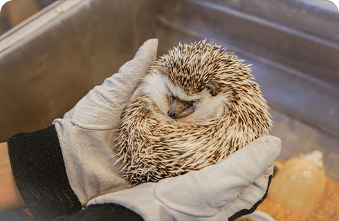 鳥・小動物